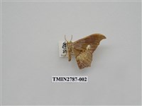 藏品(尺蛾362)的圖片